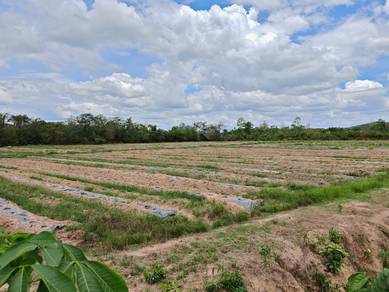 FREEHOLD NON BUMI LOT 3 Lots Agriculture Land Pokok Sena For Sale