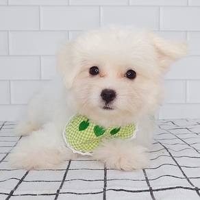 Happy Tiny Toy Size Maltipoo Puppy Dog @es. 4196
