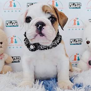 Cute English Bulldog Puppy Pet *yw622