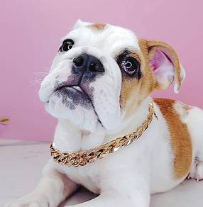Cute English Bulldog Puppy Pet *yw623