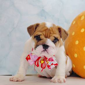 Cute English Bulldog Puppy Pet *yw624