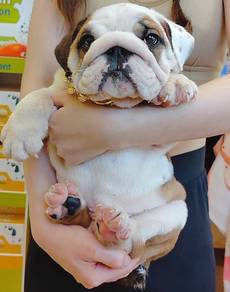 Cute English Bulldog Puppy Pet *yw640