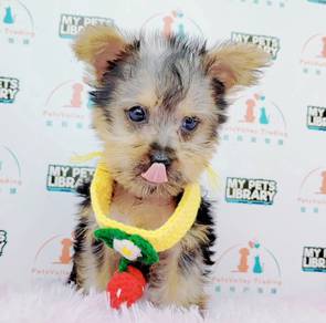 Yokie YorkshireCute Puppy Pet *yw631