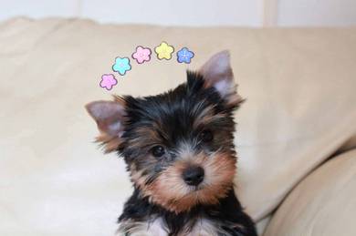 Yokie YorkshireCute Puppy Pet *yw632