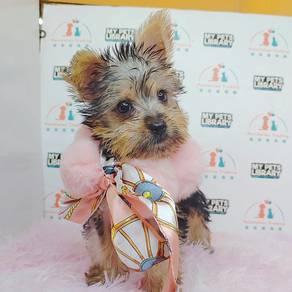 Yokie YorkshireCute Puppy Pet *yw633