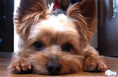 Yokie YorkshireCute Puppy Pet *yw634