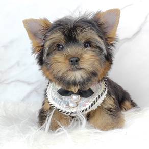 Yokie YorkshireCute Puppy Pet *yw635