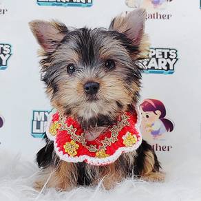 Yokie YorkshireCute Puppy Pet *yw636