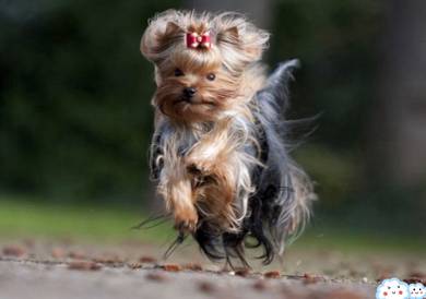 Yokie YorkshireCute Puppy Pet *yw637