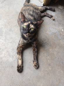 lovely cats for new home