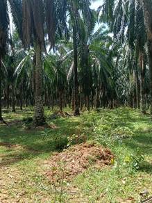 Mixed-Development-Land-for-sale-Sungai-Petani-Kedah