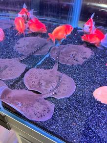 Fish Stingray Ikan Pari