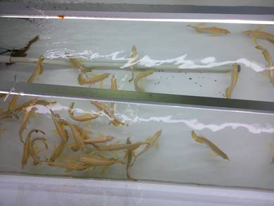 arowana malaysia golden 5 inch-wholesale price