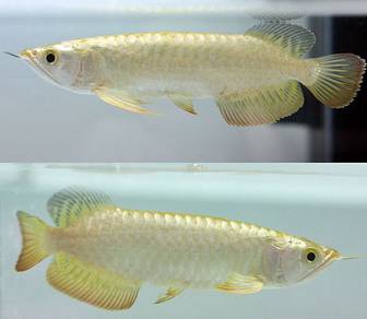 Arowana golden crossback 5 inch -wholesale price