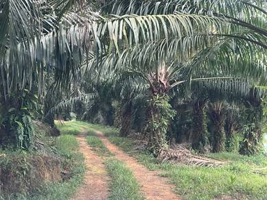 Agricultural-Land-for-sale-Rembau-Negeri-Sembilan