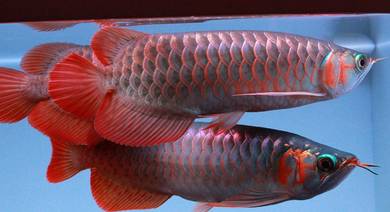 Arowana blood red 5 inch 3a quality-wholesale