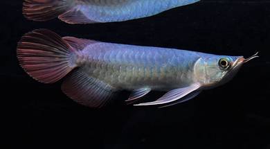 Arowana super red 8 inch -wholesale price