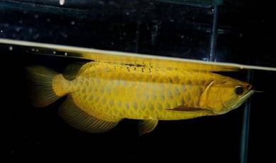 Arowana full golden crossback 12 inch-wholesale