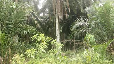 Agricultural-Land-for-sale-Sungai-Petani-Kedah