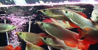 arowana chili red 5 inch-wholesale price