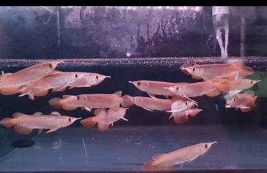 Arowana super red 5 inch -wholesale price
