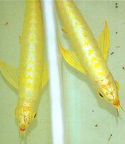 Arowana 24k golden crossback 9 inch -wholesale