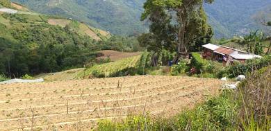 Kundasang Ranau | Vegetable Fruits Farm | Cold Climate | Road Access