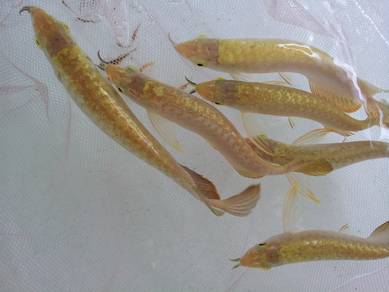 24k golden crossback 5 inch -wholesale price