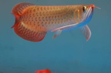 arowana blood red 3a quality  -wholesale price