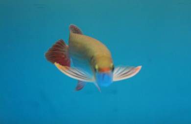 arowana blood red 3a quality  -wholesale price