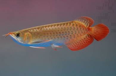 arowana blood red 3a quality  -wholesale price