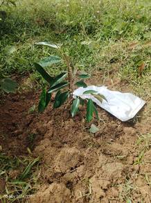 Agricultural-Land-for-sale-Sik-Kedah