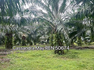 Freehold Alor Gajah 3.07 acres Agricultural Oil Palm Land For Sale