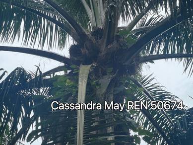 Freehold Agricultural Oil Palm Land Nearby Residential Kesang Muar