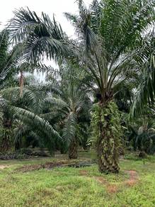 Agricultural-Land-for-sale-Kuala-Ketil-Kedah