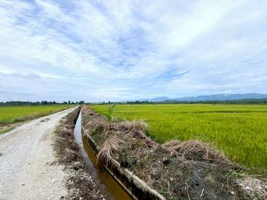 Agricultural-Land-for-sale-Setiu-Terengganu