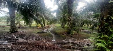 Agricultural-Land-for-sale-Tanjong-Karang-Selangor