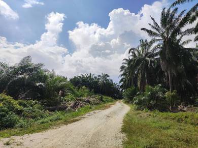 Agricultural-Land-for-sale-Ijok-Selangor