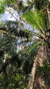 Agricultural-Land-for-sale-Jelebu-Negeri-Sembilan