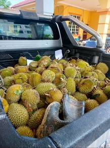 Agricultural-Land-for-sale-Setiu-Terengganu
