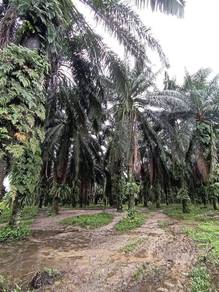 Industrial-Land-for-sale-Ipoh-Perak-2
