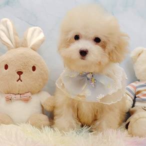 Maltipoo