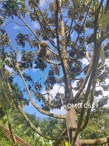Agricultural-Land-for-sale-Jelebu-Negeri-Sembilan