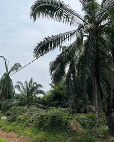 Industrial-Land-for-sale-Nibong-Tebal-Penang