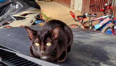 kucing hitam sihat