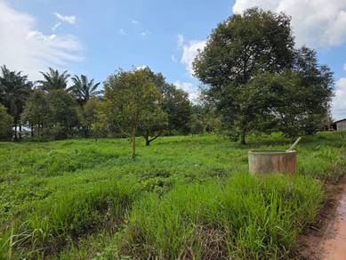 Durian Farm Kg. KwangTung Chaah Labis