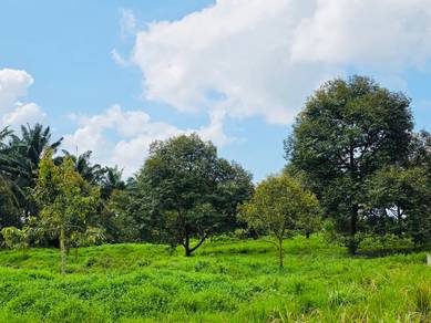 Durian Farm Kg. KwangTung Chaah Labis