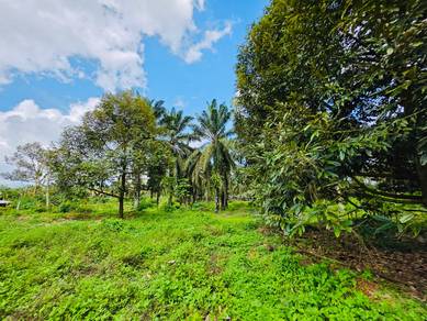 Durian Farm Kg. KwangTung Chaah Labis