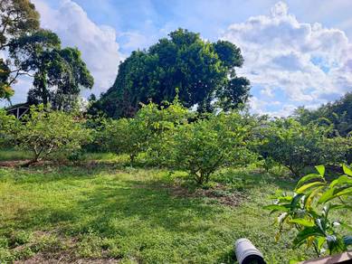 Agricultural-Land-for-rent-Senai-Johor