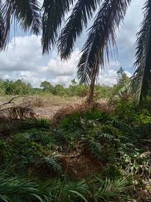 Agricultural-Land-for-rent-Segamat-Johor